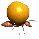 Hormiga llevando naranja
