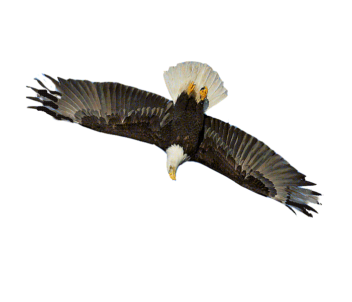 Gif de Aguila Volando