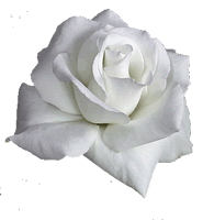 Rosa blanca